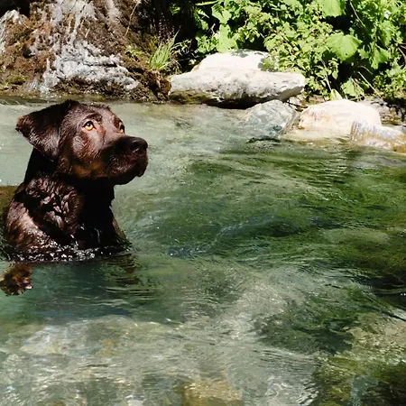 Onkl Xonna Premium Alpin *