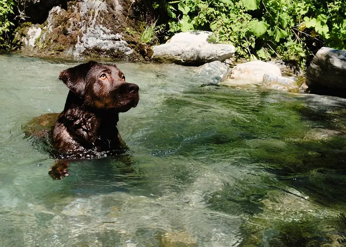 Onkl Xonna Premium Alpin *